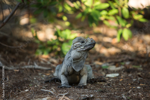 closeup lizard Iguana sits under a bush and looks © Bankerok