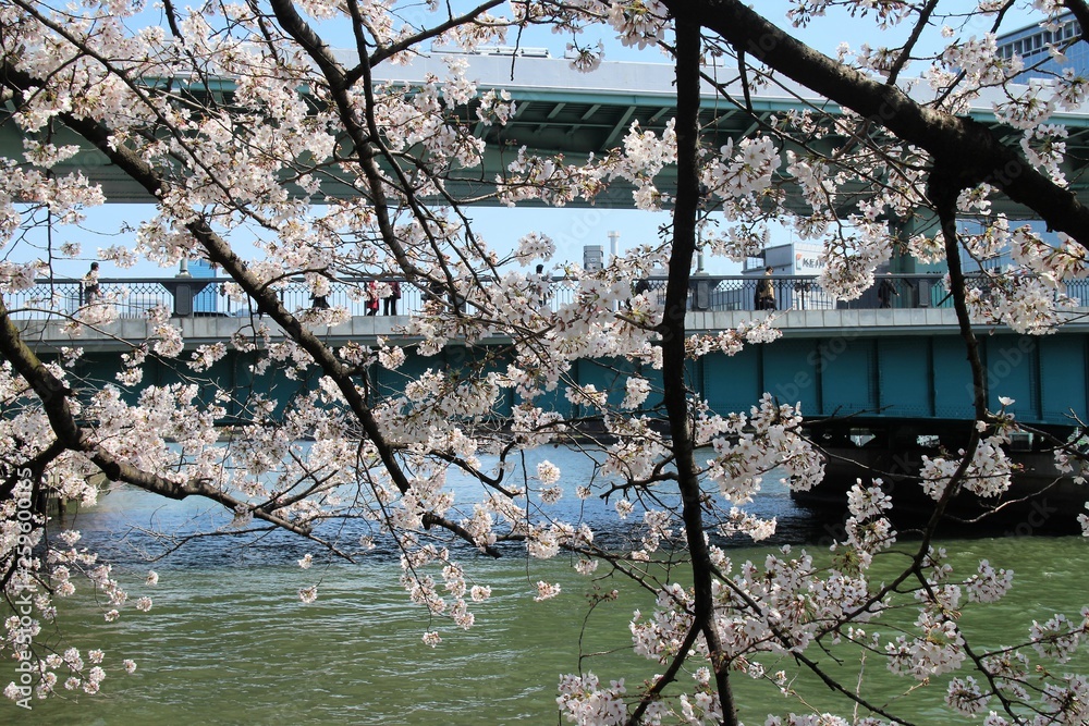 custom made wallpaper toronto digital大阪の桜並木