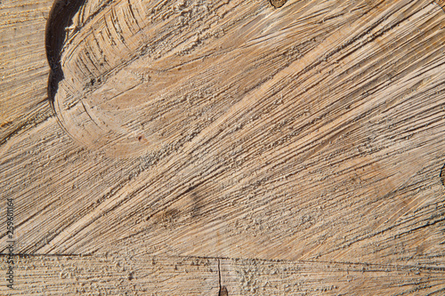 The texture of the cut tree...