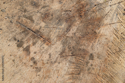The texture of the cut tree...