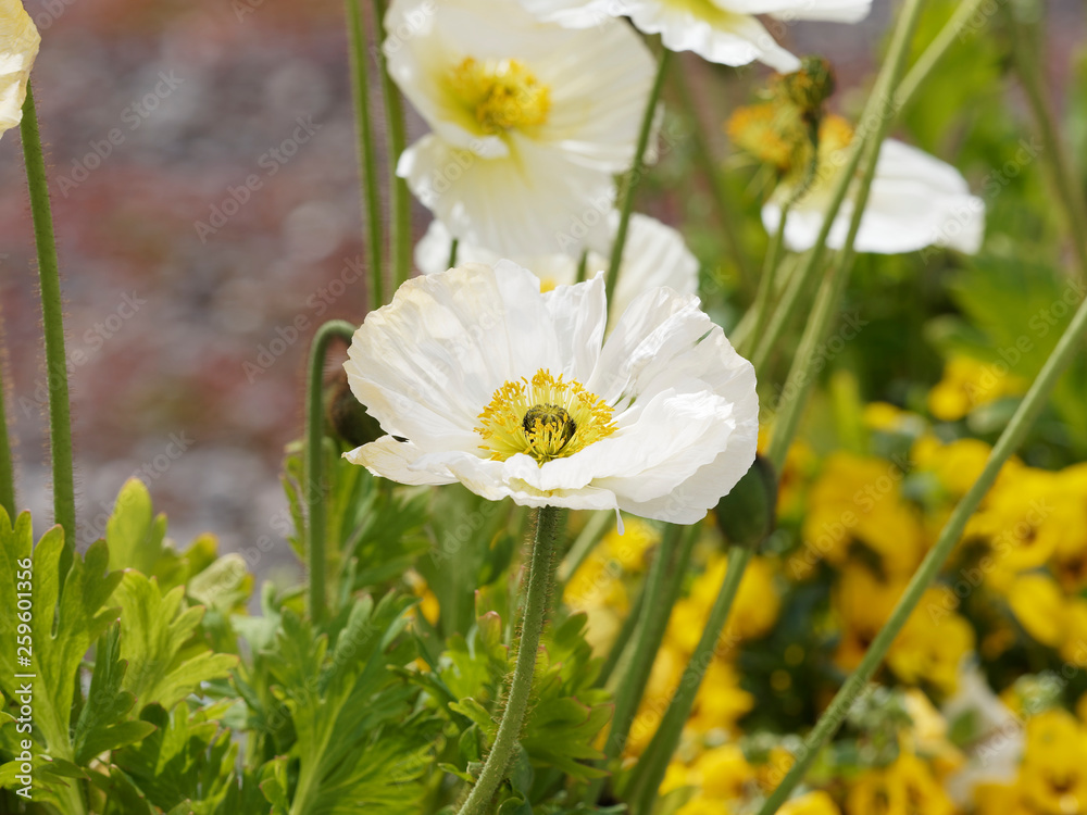 Fleurs de Pavots d'Islande ou pavots nudicaules (Papaver nudicaule) Fleurs de Pavots d'Islande ou pavots nudicaules (Papaver nudicaule)
