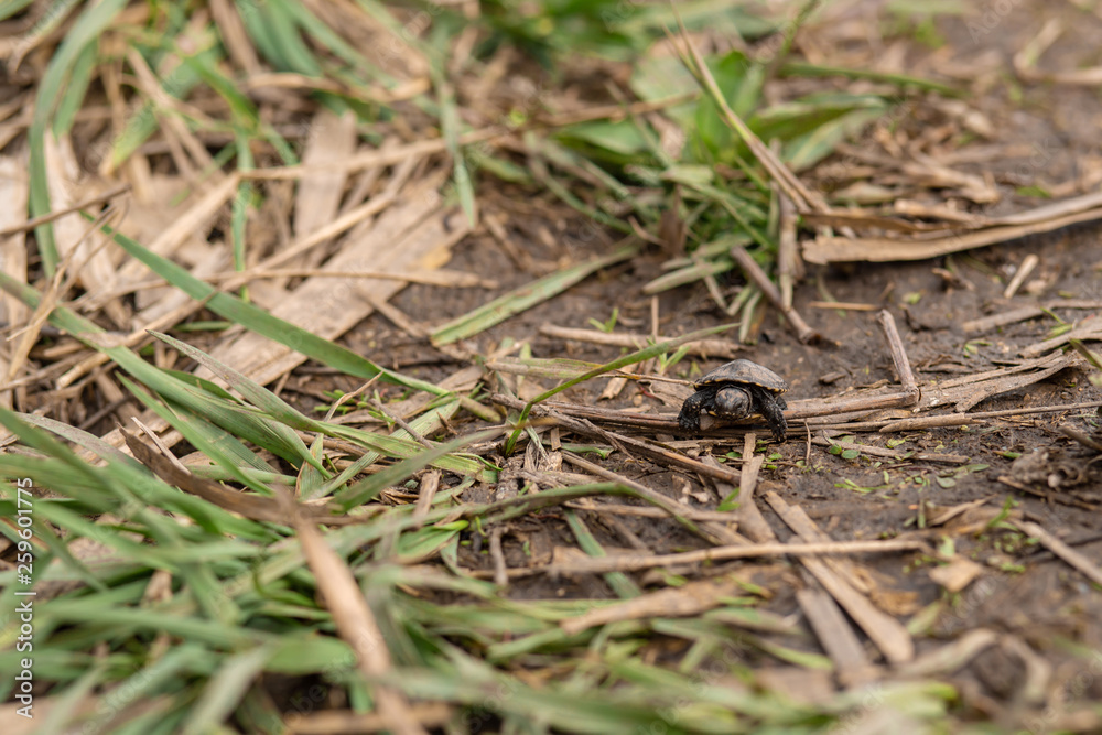 little newborn turtle crawling to the river little newborn turtle crawling to the river
