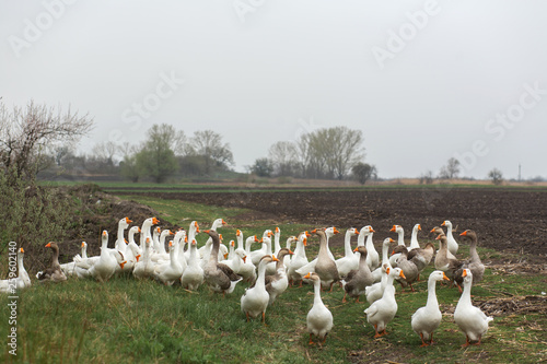 a flock of white geese walk in the spring in the village in the meadow with fresh green grass and plowed land