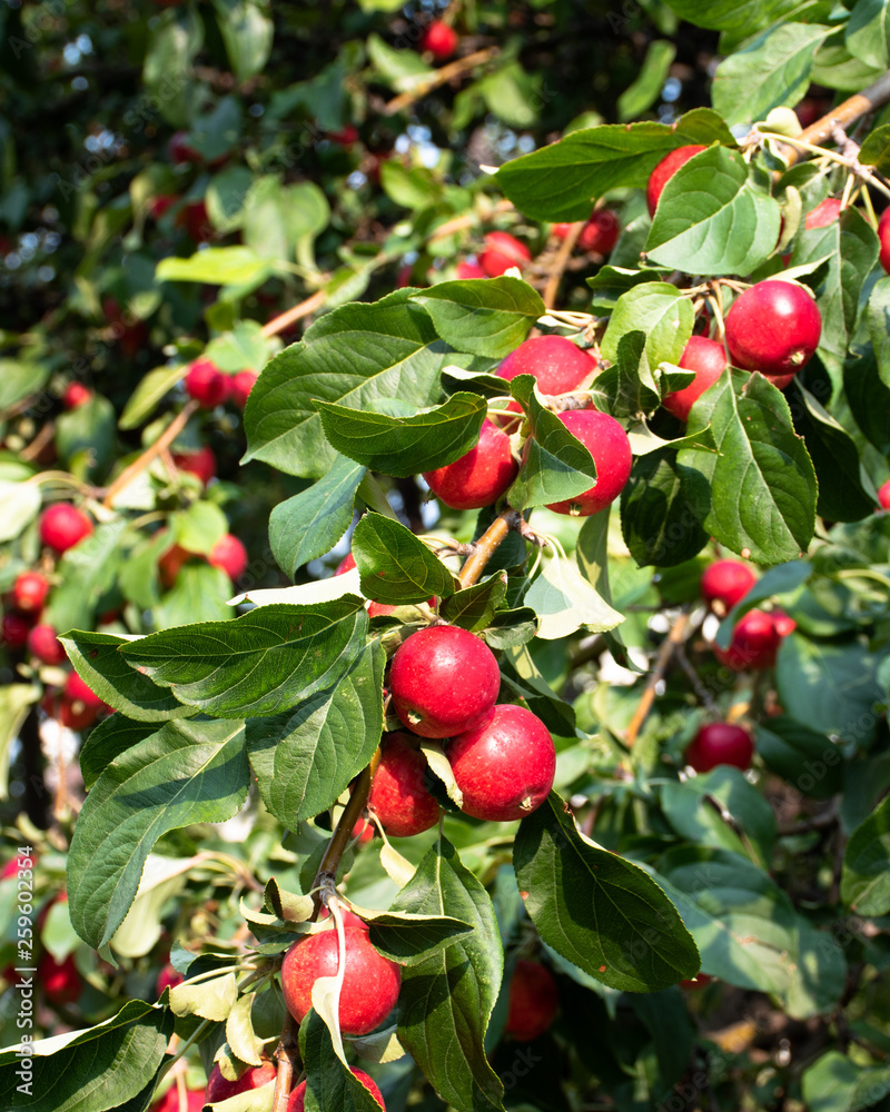 Closeup of ripe red apples hanging heavy on dense leafy branches