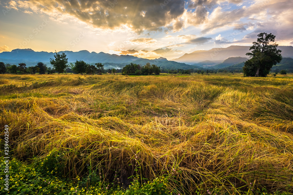 Rice Field View at Petchabun, Thailand