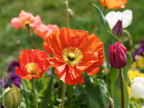 Papaver nudicaule - Pavots d'Islande ou pavots nudicaules à fleurs de couleur rouge