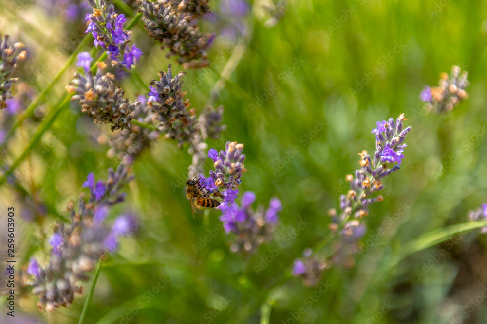 Obraz premium Pszczoła zbierająca pyłek na kwiatach lawendy
