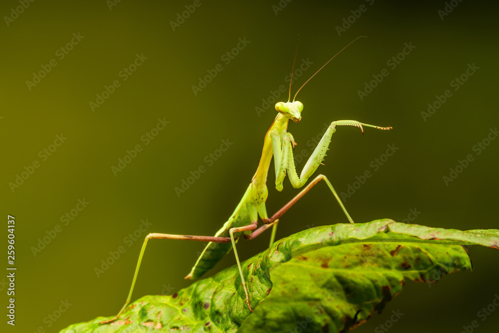 African lined mantis (Sphodromantis lineola) or African praying mantis, is a species of praying mantis from Africa - closeup with selective focus. African lined mantis (Sphodromantis lineola) or African praying mantis, is a species of praying mantis from Africa - closeup with selective focus.