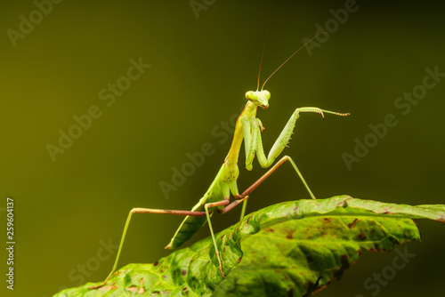 African lined mantis (Sphodromantis lineola) or African praying mantis, is a species of praying mantis from Africa - closeup with selective focus.