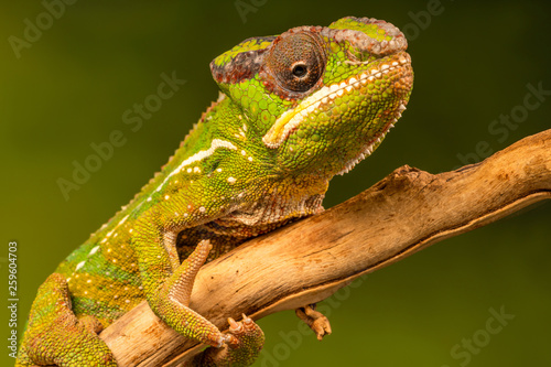 Panther chameleon (Furcifer pardalis) is a species of chameleon found in the eastern and northern parts of Madagascar. Closeup with selective focus.