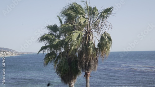 palm tree on beach