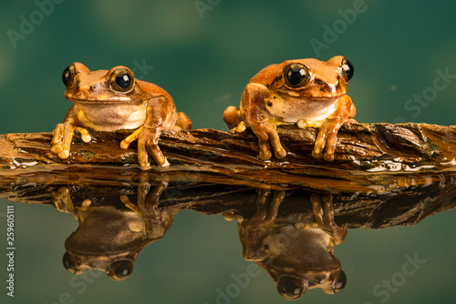Two Peacock tree frogs (Leptopelis vermiculatus) also known as Amani forest treefrog, or vermiculated tree trog, are species of frog found in forest areas in Tanzania.