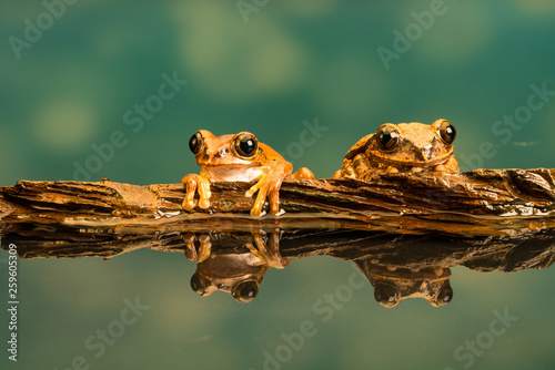 Two Peacock tree frogs (Leptopelis vermiculatus) also known as Amani forest treefrog, or vermiculated tree trog, are species of frog found in forest areas in Tanzania.