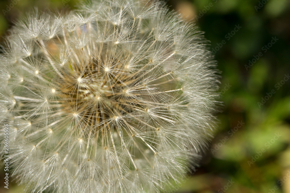 Fototapeta premium dente di leone