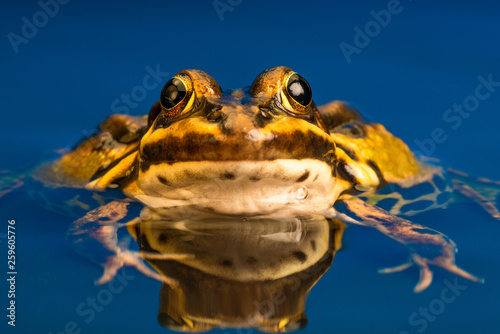 Common European frog (Pelophylax kl. esculentus), also known as the common water frog, green frog or edible frog.