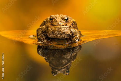 Common toad (Bufo Bufo) also known as European toad is an amphibian found in Europe, western part of North Asia and Northwest Africa. photo