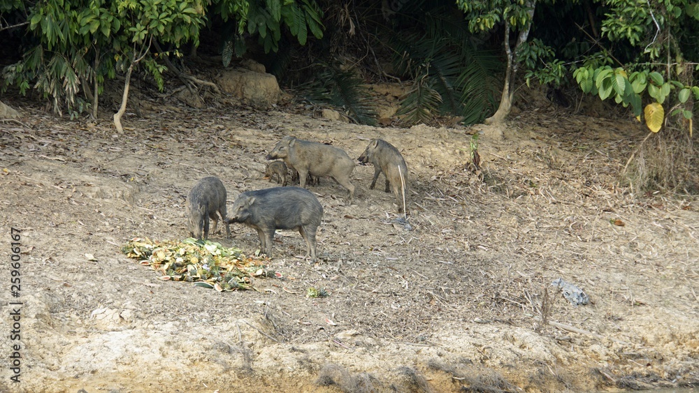 wildbeasts on shore of chiao lan lake in thailand wildbeasts on shore of chiao lan lake in thailand