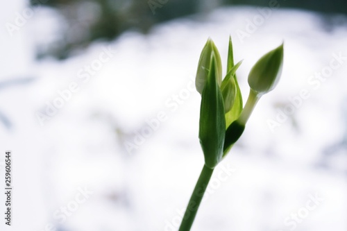 Wallpaper Mural snowdrop on a white background Torontodigital.ca