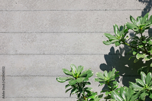 コンクリート壁と植物