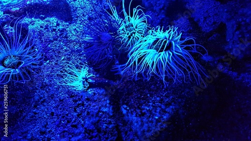 Leuchtende Koralle