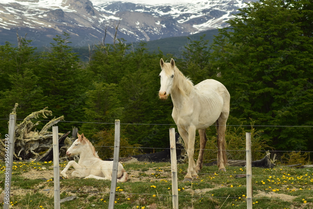 Obraz premium caballo y potrillo blancos descansando detras de un alambrado