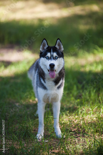Husky dog in a woods