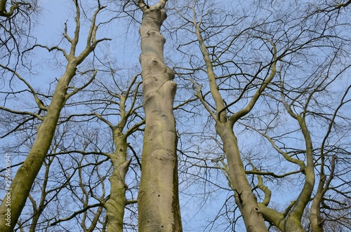 Winter trees in Brugge
