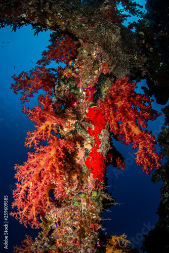 Bunte Weichkorallen am Wrack der Carnatic im Roten Meer © Christian Horras