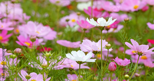 Cosmos flowers in the park