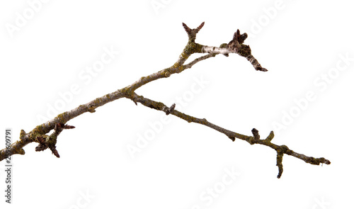 A branch of pear fruit tree on an isolated white background.