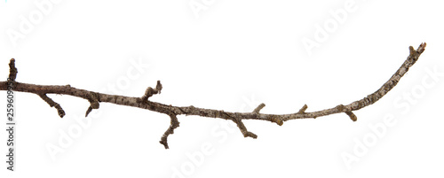 A branch of pear fruit tree on an isolated white background.