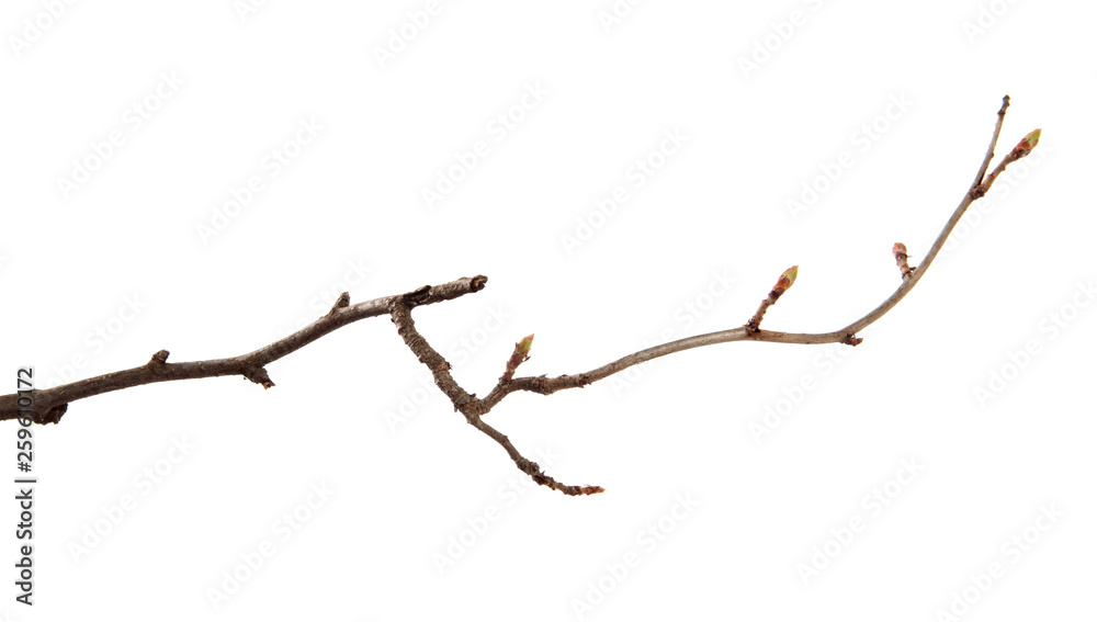 Branch of fruit tree on an isolated white background. Branch of fruit tree on an isolated white background.