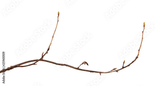 A branch of currant bush with buds on an isolated white background.