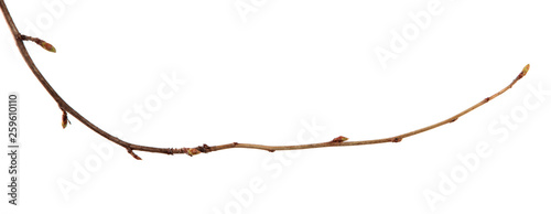 A branch of currant bush with buds on an isolated white background.