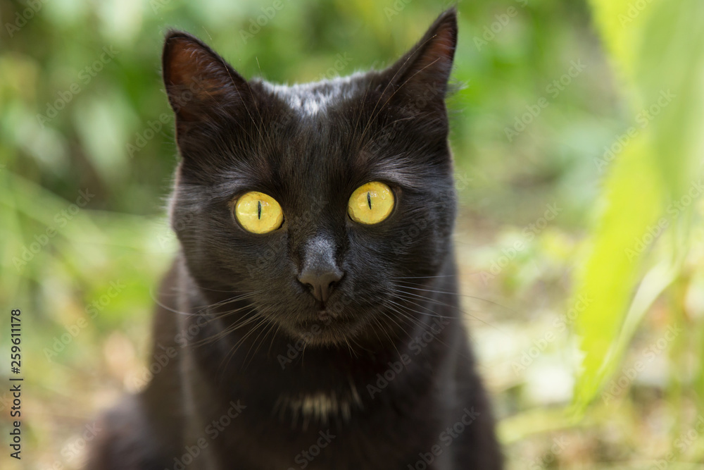 Black bombay cat portrait with big yellow eyes and insight look close up, macro	