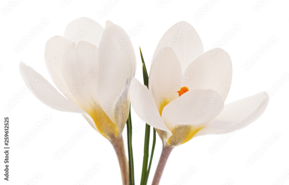 White bouquet of crocuses. White bouquet of crocuses.
