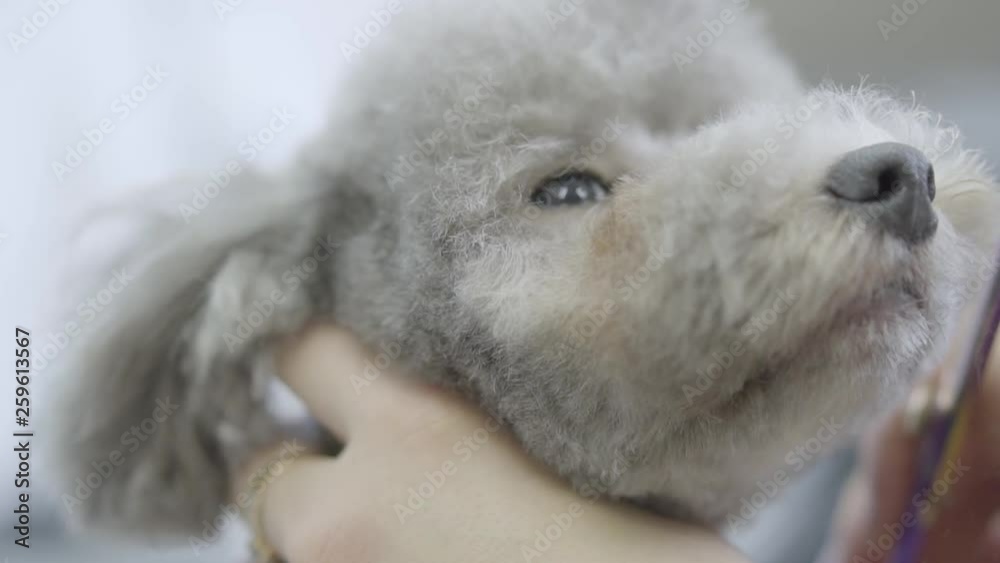 Groomer cuts hair on the muzzle a small cute dog with scissors. Adorable dog in barber pet. Pet grooming salon. Groomer cuts hair on the muzzle a small cute dog with scissors. Adorable dog in barber pet. Pet grooming salon.