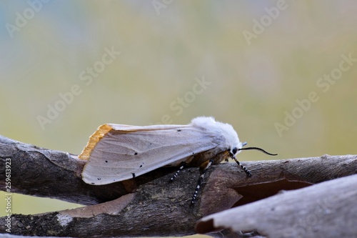 A female Salt Marsh moth on thin loose tree bark with a blurred nature background..