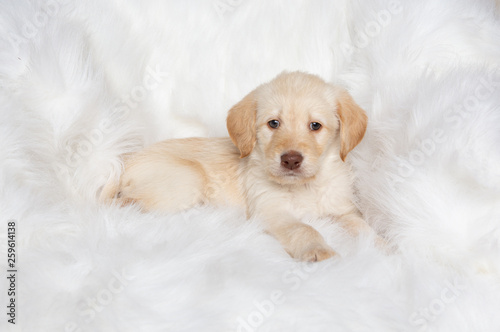 Adorable yellow lab puppy on white blanket