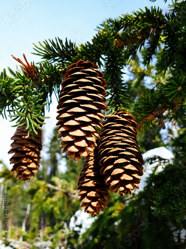 Beautiful spruce branch with cones