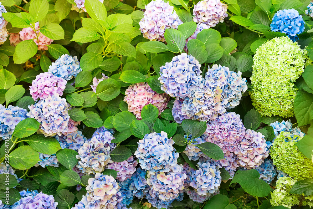 Hydrangea is pink, blue, lilac, violet, purple flowers are blooming in spring and summer at sunset in town garden. Hydrangea is pink, blue, lilac, violet, purple flowers are blooming in spring and summer at sunset in town garden.