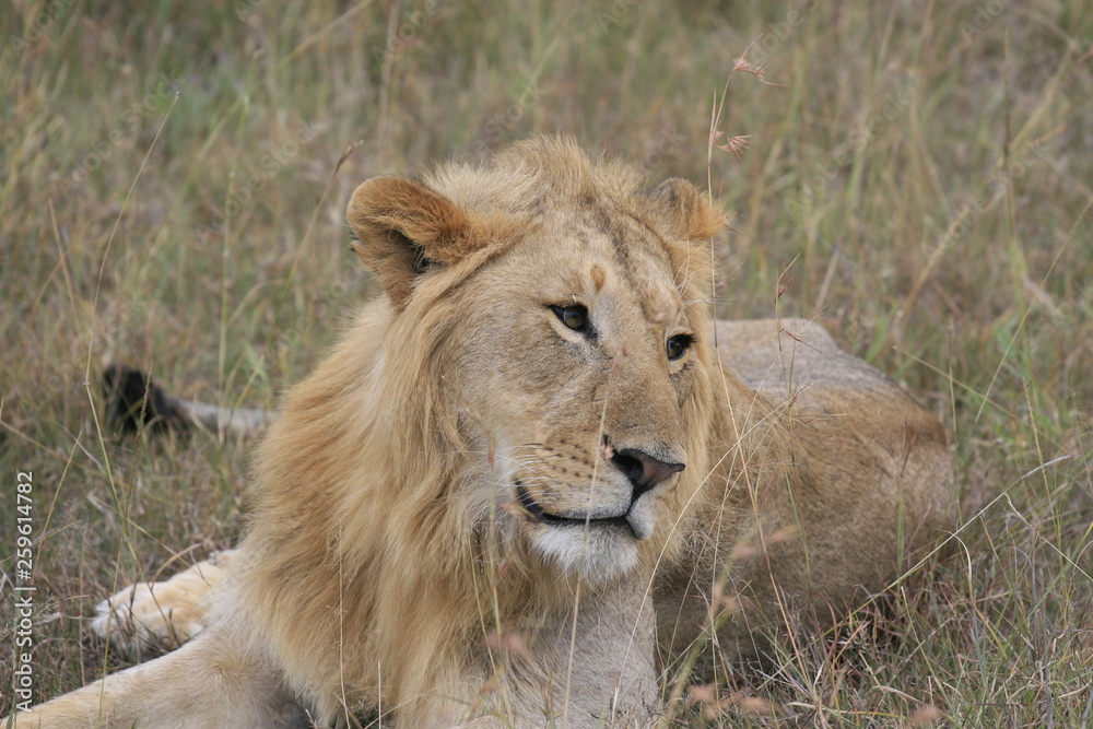 Male lion lying in the dry grass resting in Masai Mara, Kenya
