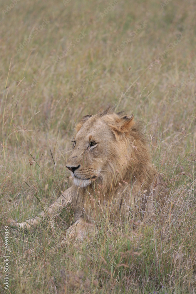 Male lion lying in the dry grass resting in Masai Mara, Kenya Male lion lying in the dry grass resting in Masai Mara, Kenya