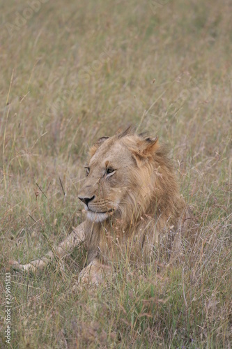 Male lion lying in the dry grass resting in Masai Mara  Kenya