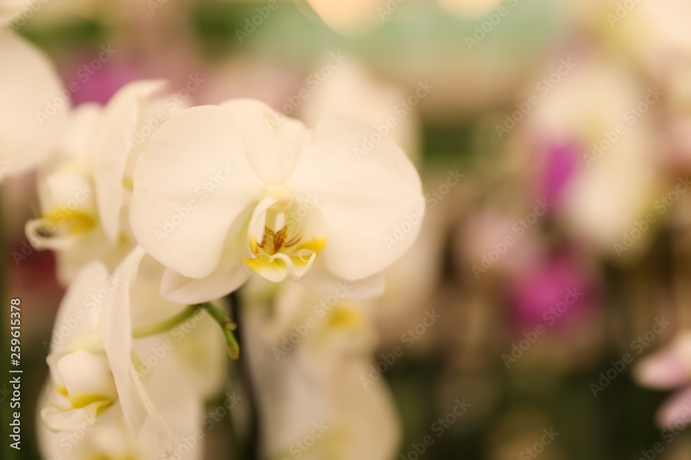 Obraz premium Beautiful blooming tropical orchid on blurred background, closeup. Space for text