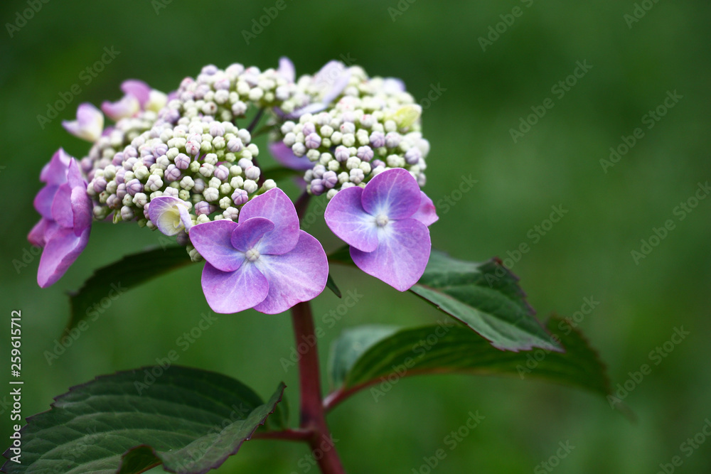 Original inflorescence of a hydrangea with rare violet flowers on a green background. Original inflorescence of a hydrangea with rare violet flowers on a green background.