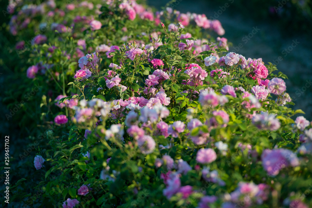 Obraz premium Pink tea hybrid rose in the garden. Gardening.