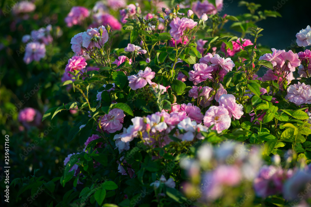 Pink tea hybrid rose in the garden. Gardening. Pink tea hybrid rose in the garden. Gardening.