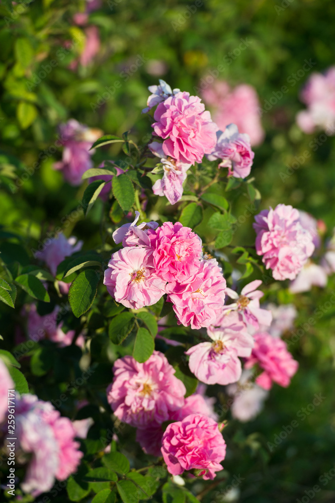 Pink tea hybrid rose in the garden. Gardening. Pink tea hybrid rose in the garden. Gardening.