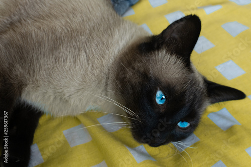Blue eyes cat.